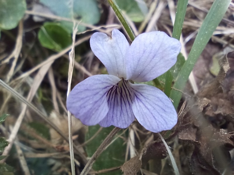 Viola hookeriana photo 6