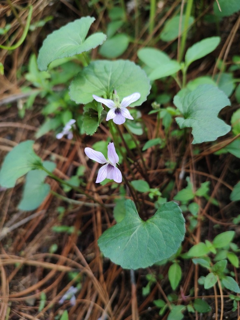 Viola hookeriana photo 7