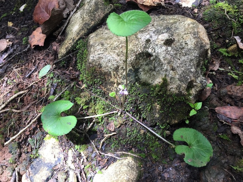 Viola hookeriana photo 8