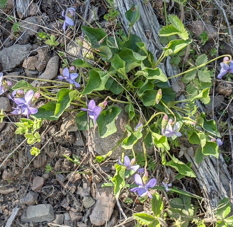 Howell's Violet