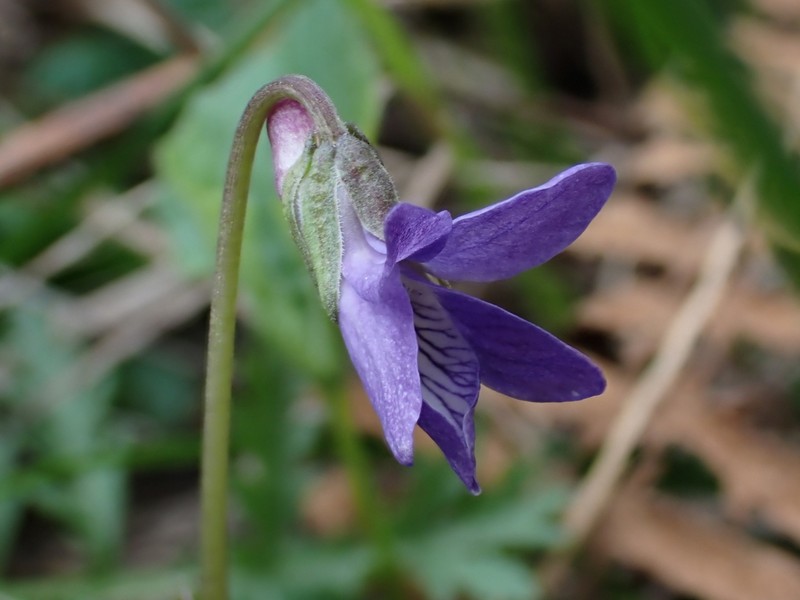 Howell's Violet photo 2