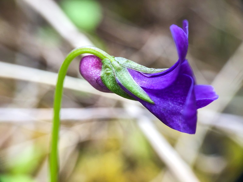 Howell's Violet photo 3