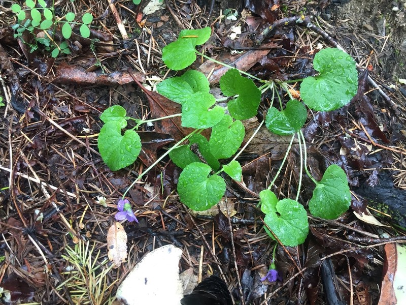 Howell's Violet photo 4