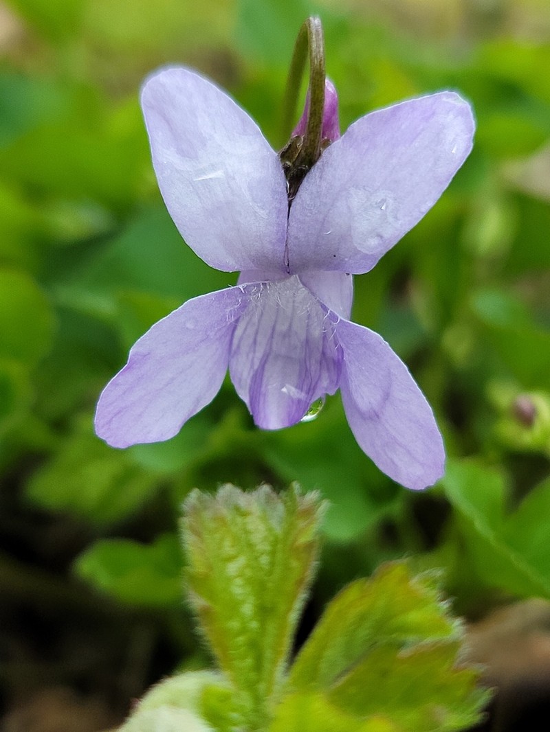 Howell's Violet photo 5