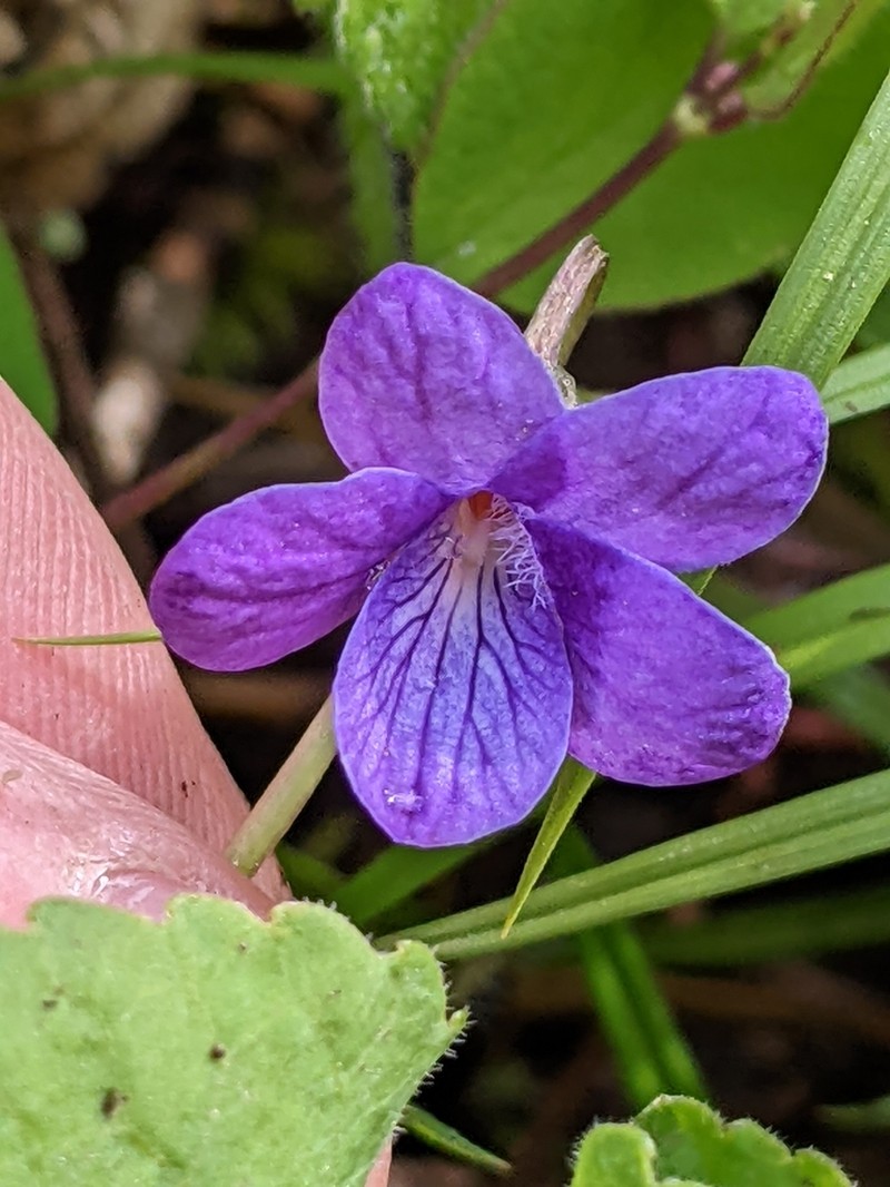 Howell's Violet photo 6
