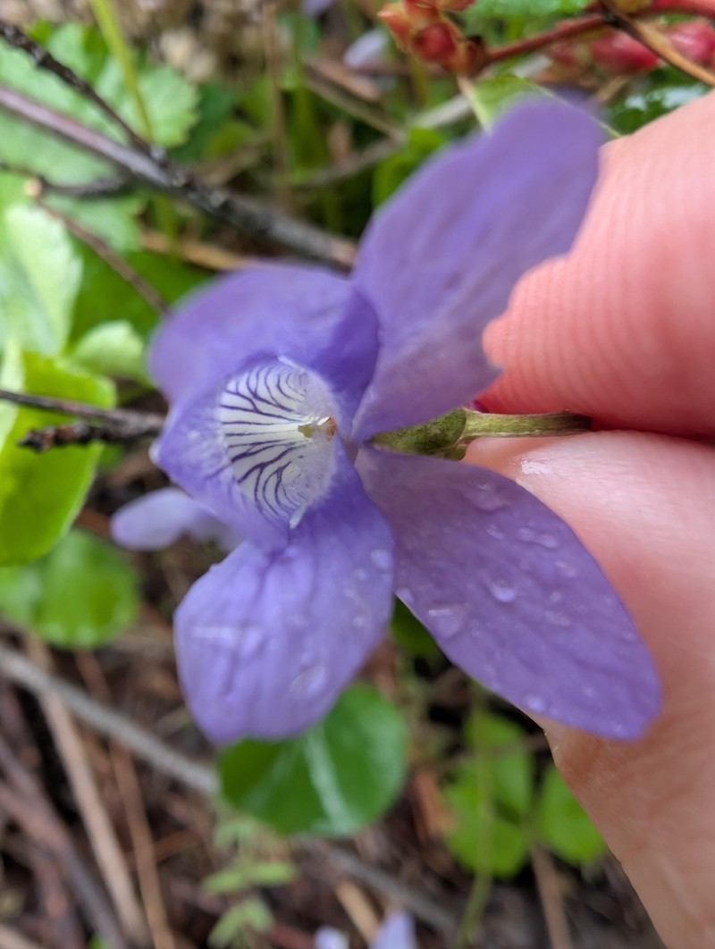 Howell's Violet photo 7
