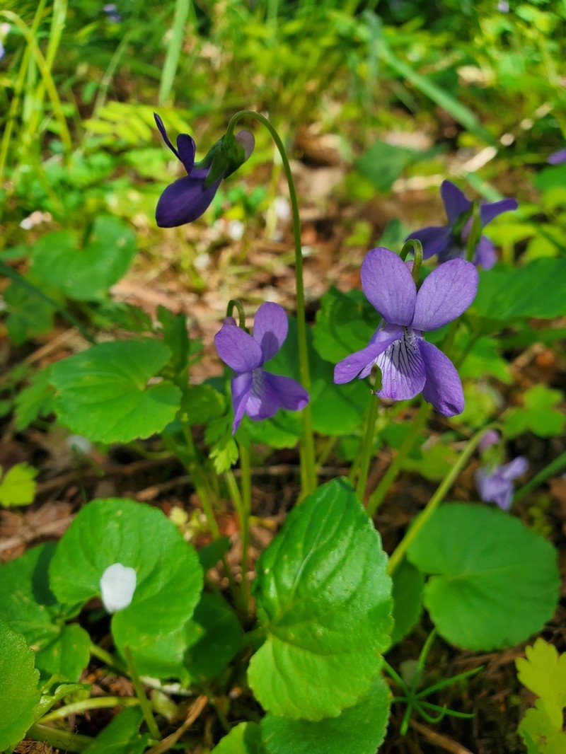 Howell's Violet photo 8