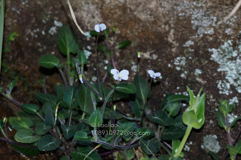Viola huizhouensis
