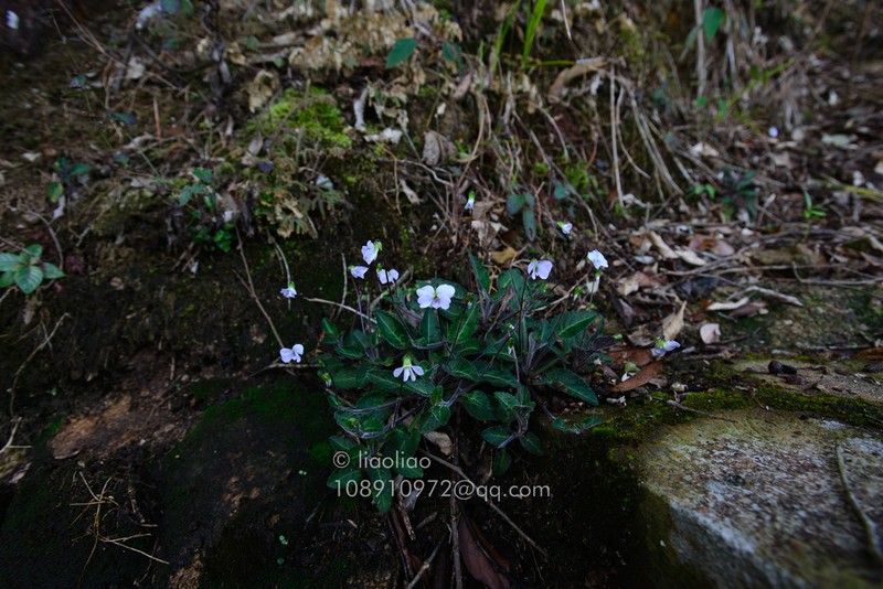Viola huizhouensis photo 2