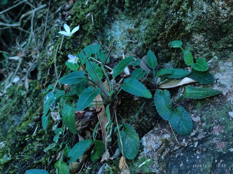 Viola huizhouensis photo 3