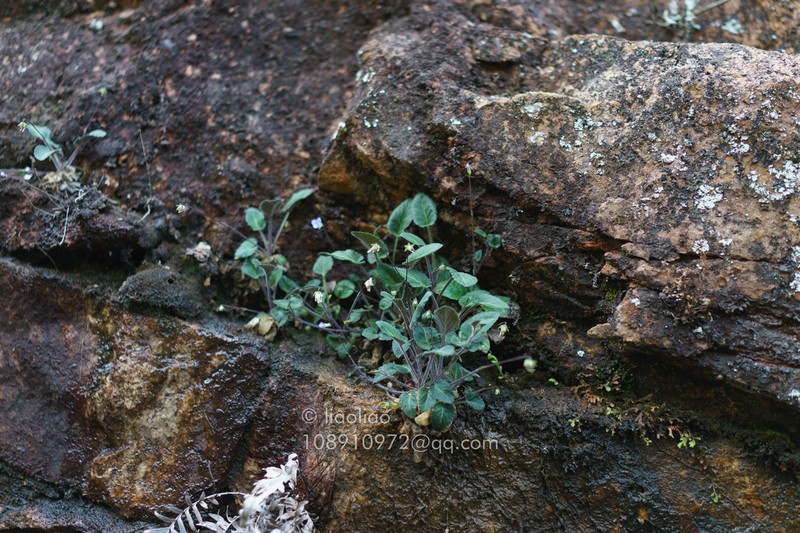 Viola huizhouensis photo 4