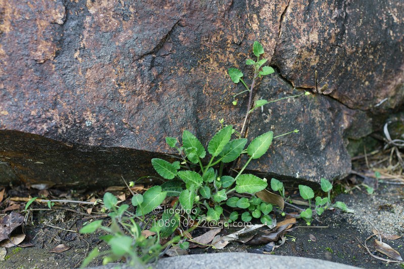 Viola huizhouensis photo 5