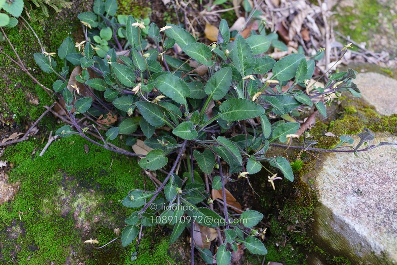 Viola huizhouensis photo 6