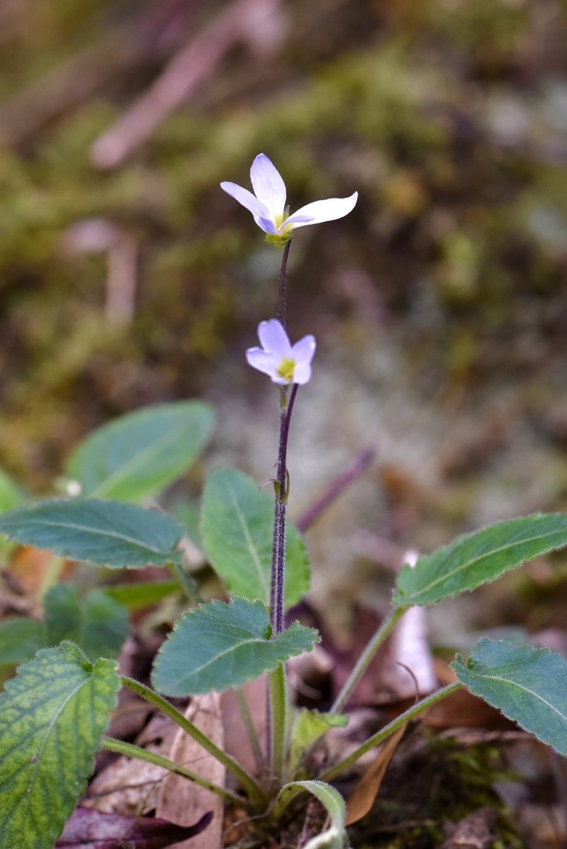 Viola huizhouensis photo 7