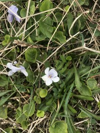 Viola hultenii