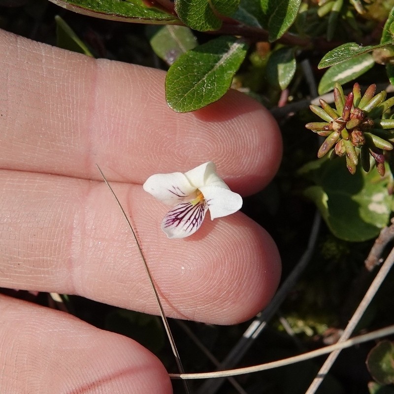 Viola hultenii photo 2