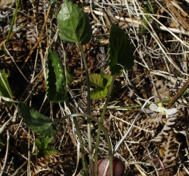 Viola hultenii photo 3