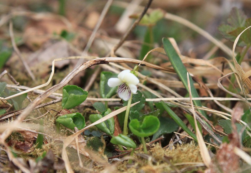 Viola hultenii photo 4