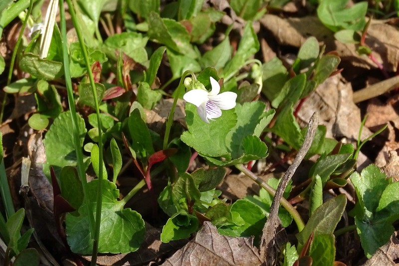 Viola hultenii photo 5