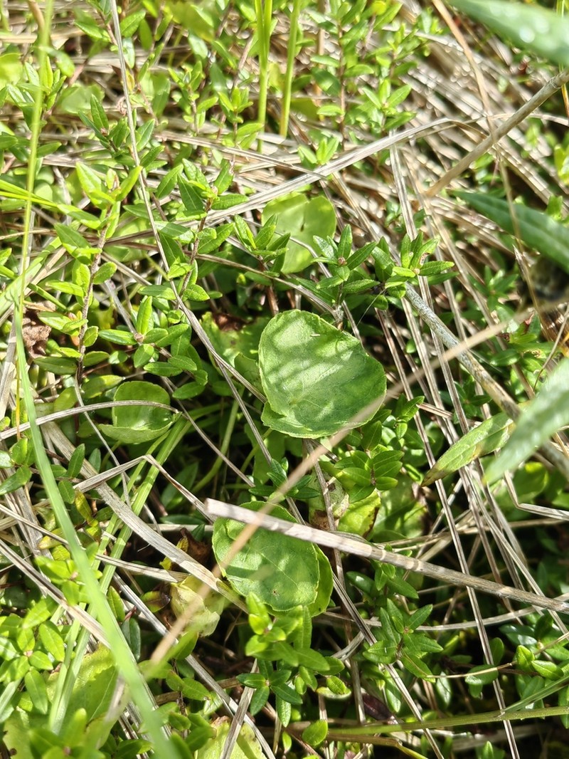 Viola hultenii photo 6