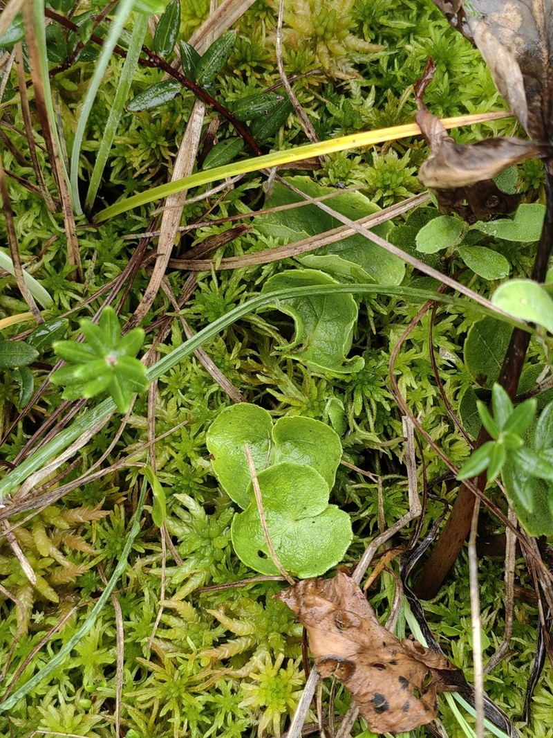 Viola hultenii photo 8