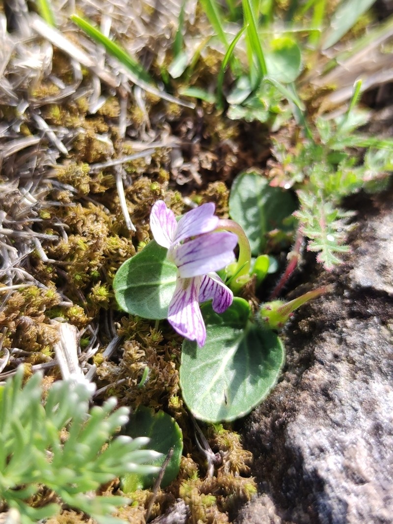 Viola humilis photo 2