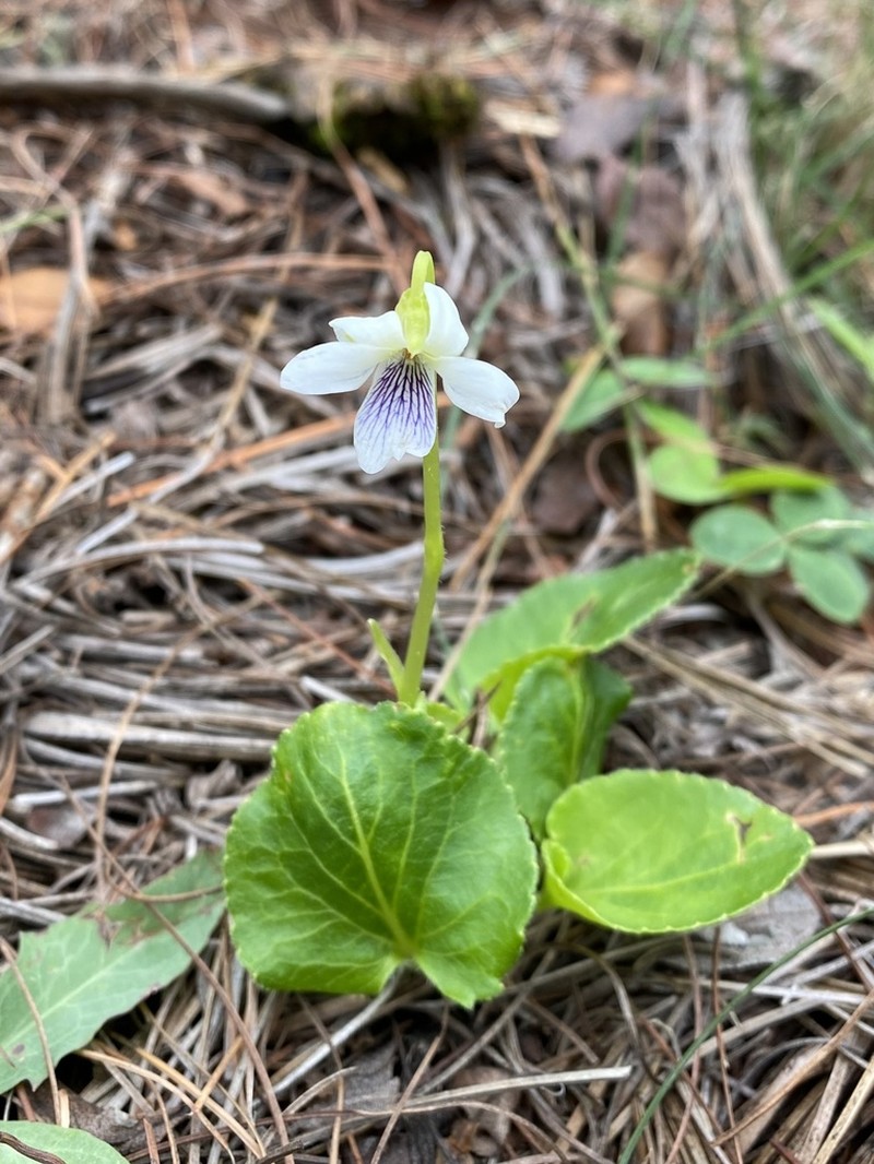 Viola humilis photo 3