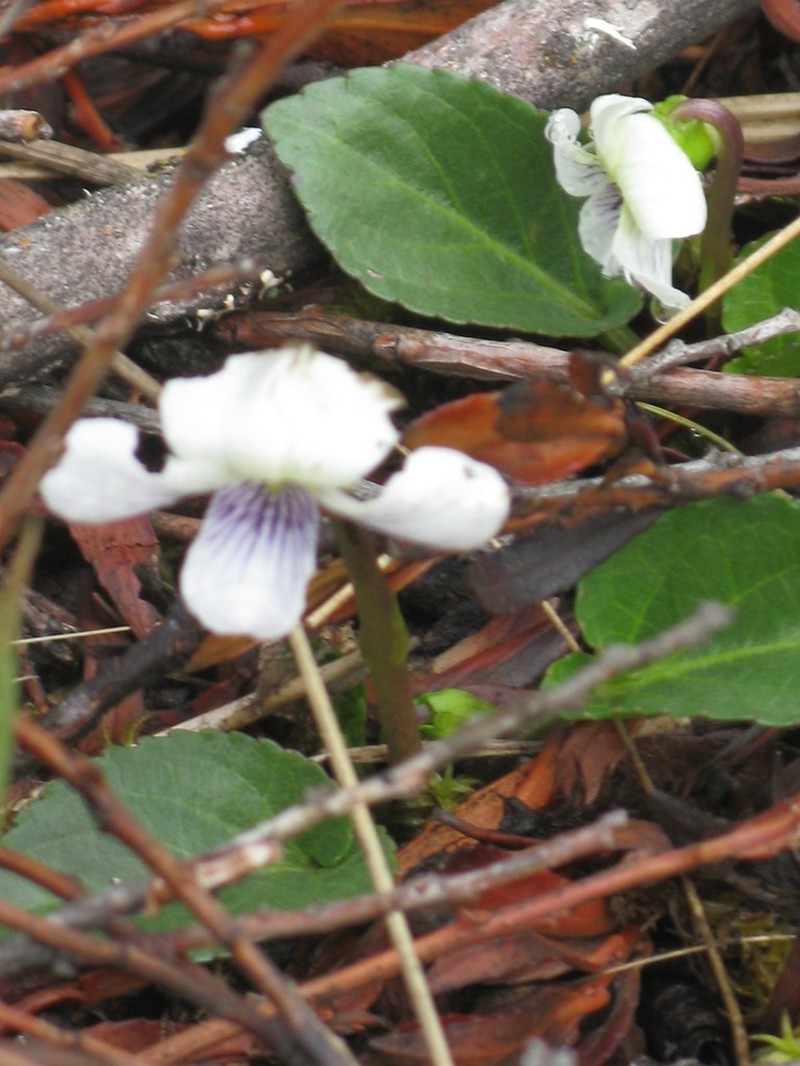 Viola humilis photo 4