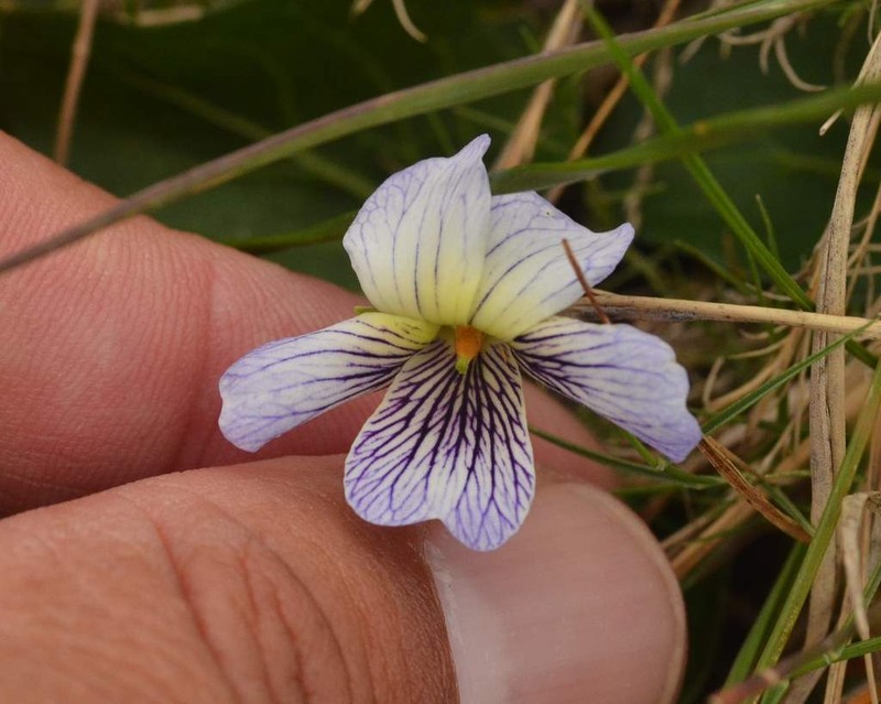 Viola humilis photo 5
