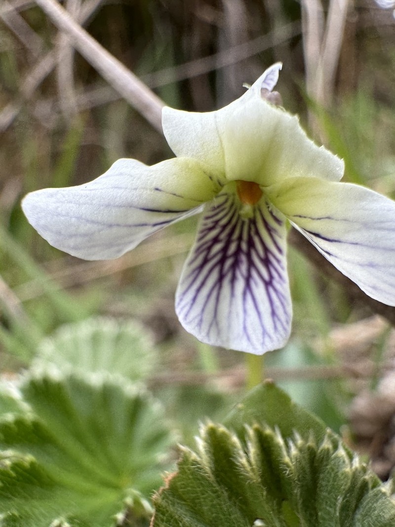 Viola humilis photo 6