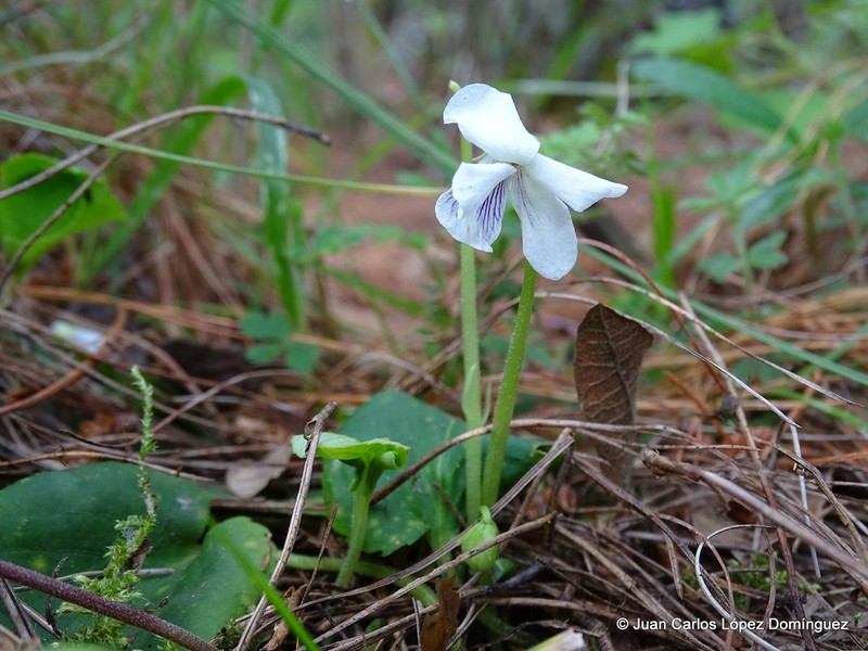 Viola humilis photo 7
