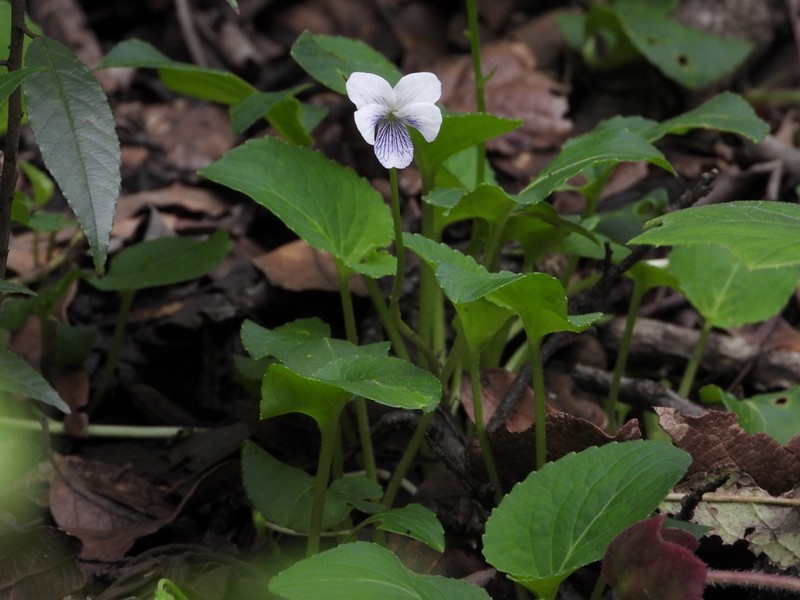 Viola humilis photo 8