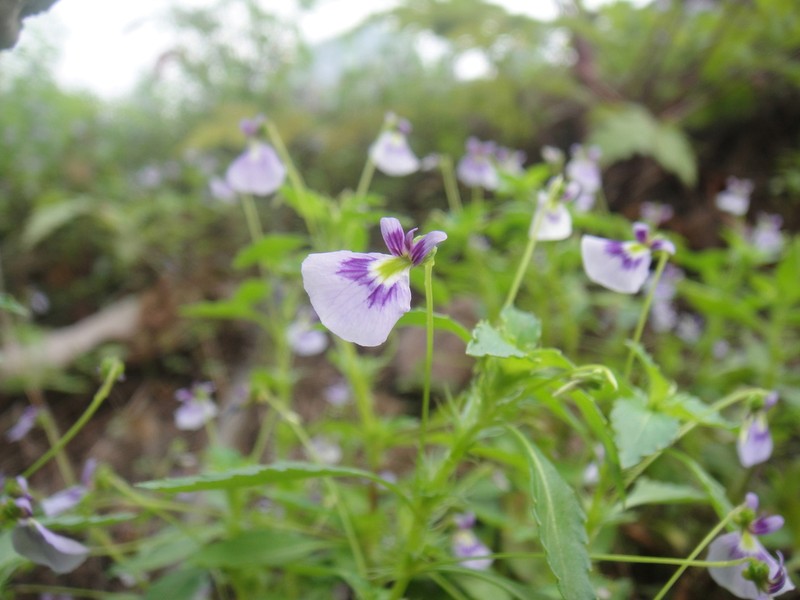 Viola hybanthoides