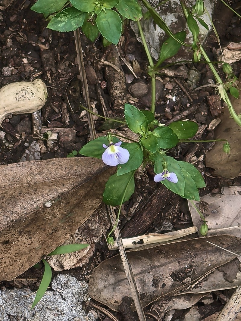 Viola hybanthoides photo 3