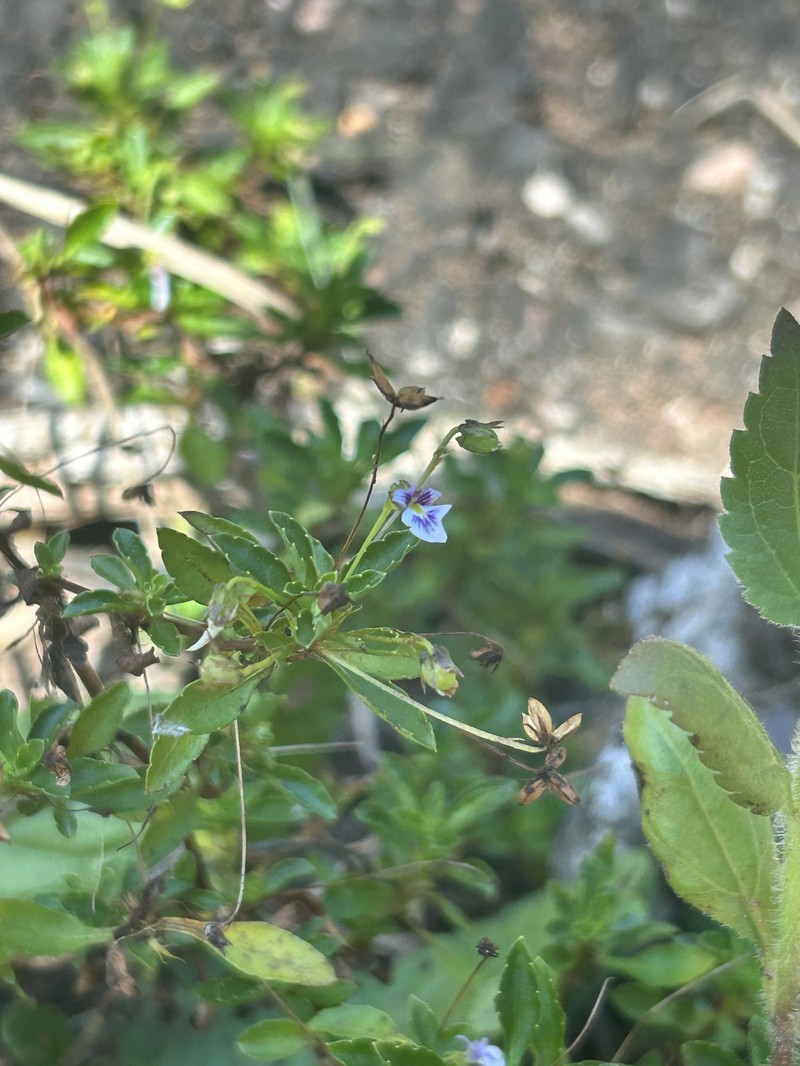 Viola hybanthoides photo 4