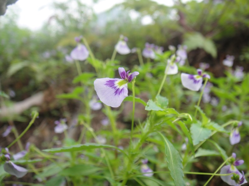 Viola hybanthoides photo 5