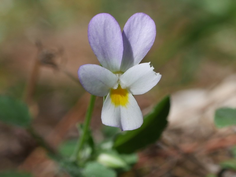 Viola hymettia