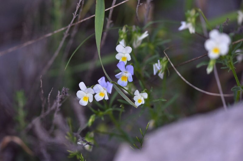 Viola hymettia photo 2