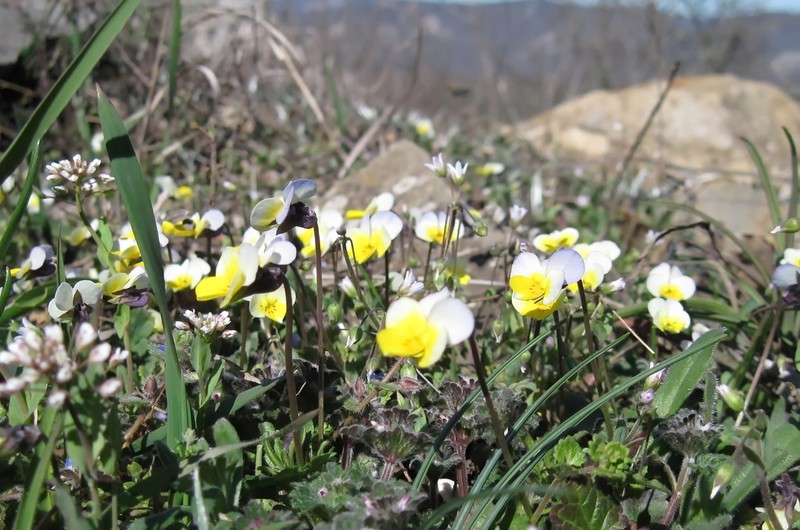 Viola hymettia photo 3
