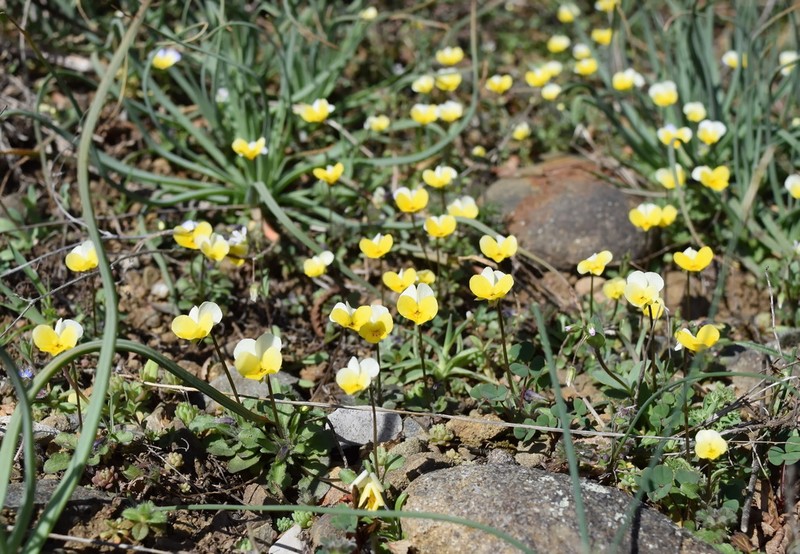 Viola hymettia photo 4
