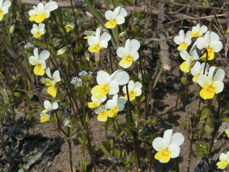 Viola hymettia photo 5