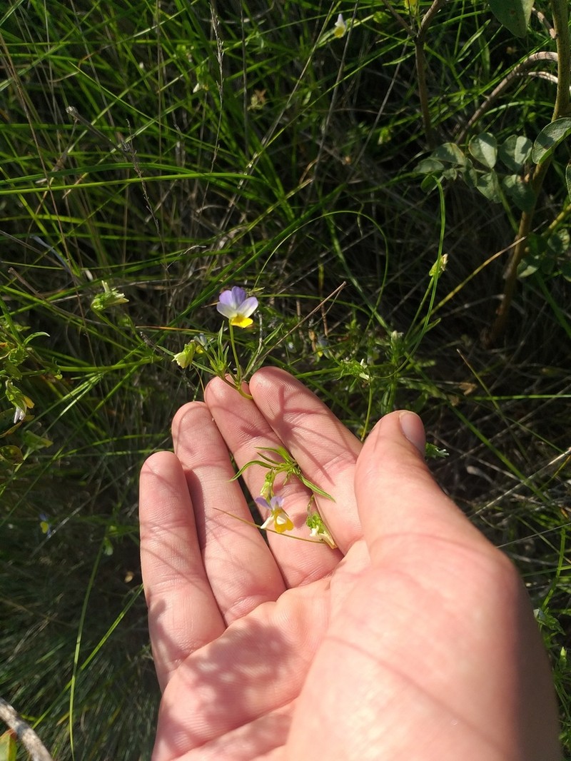 Viola hymettia photo 6