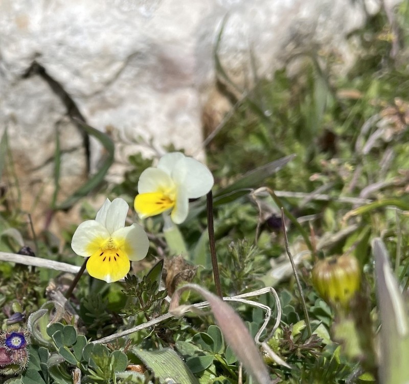 Viola hymettia photo 7