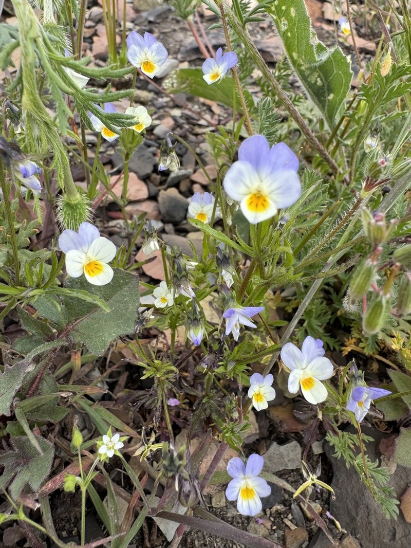 Viola hymettia photo 8