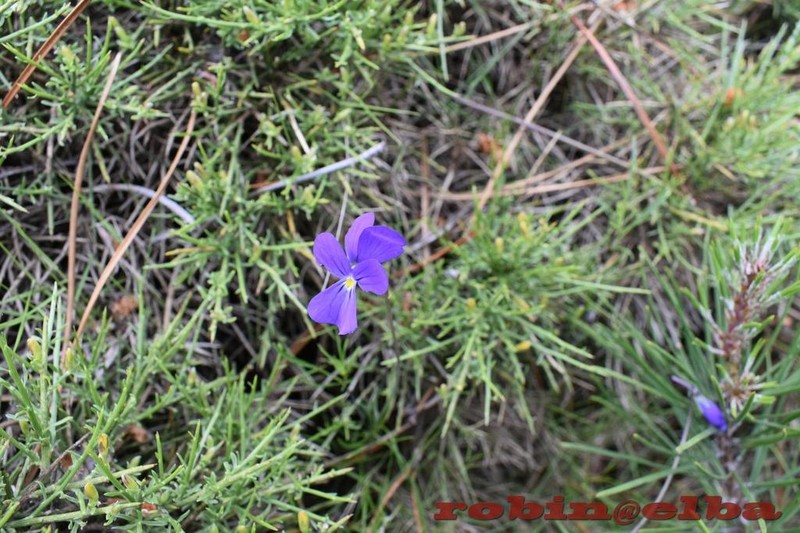 Viola ilvensis