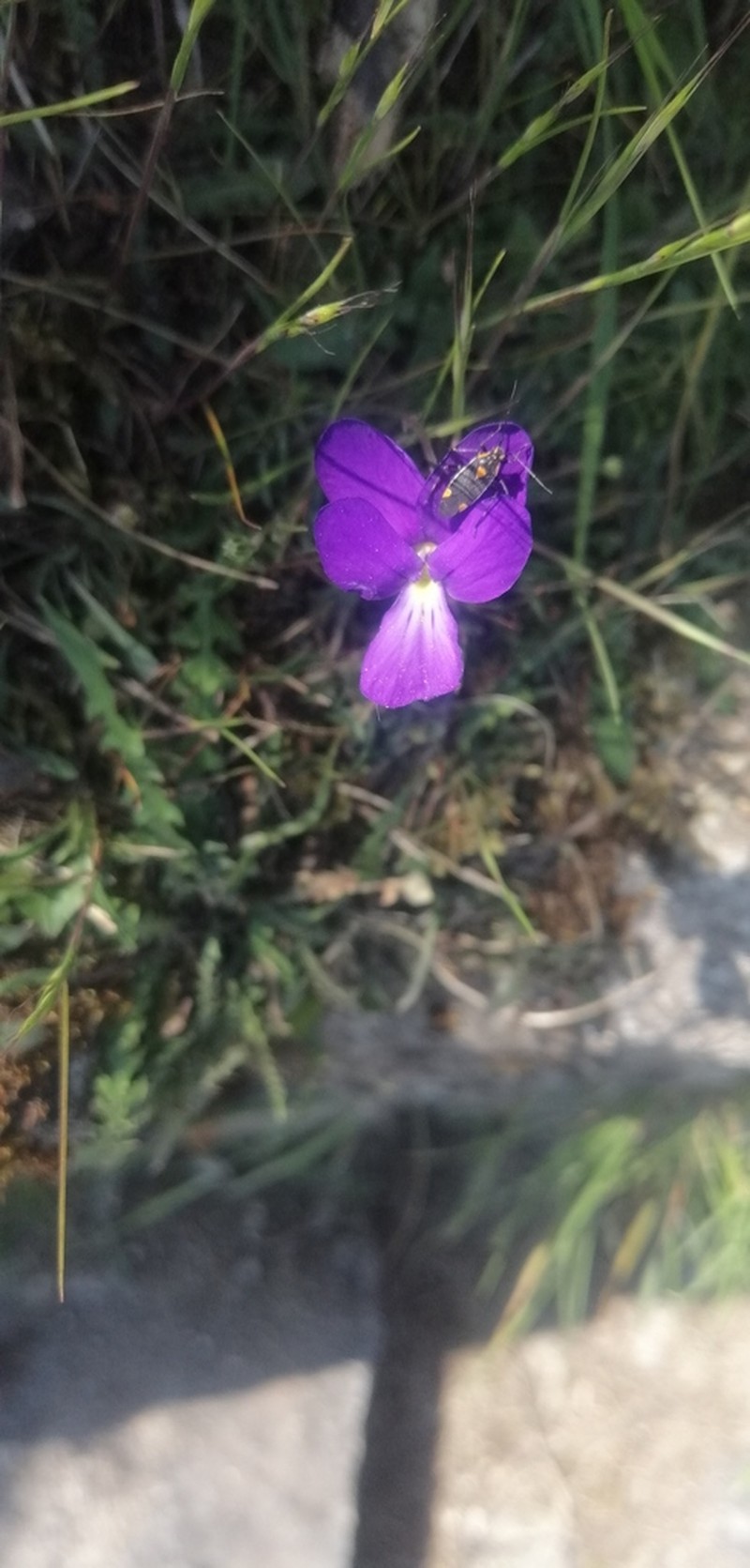 Viola ilvensis photo 2