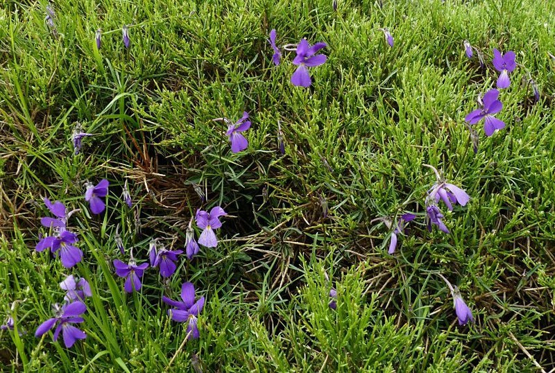 Viola ilvensis photo 3
