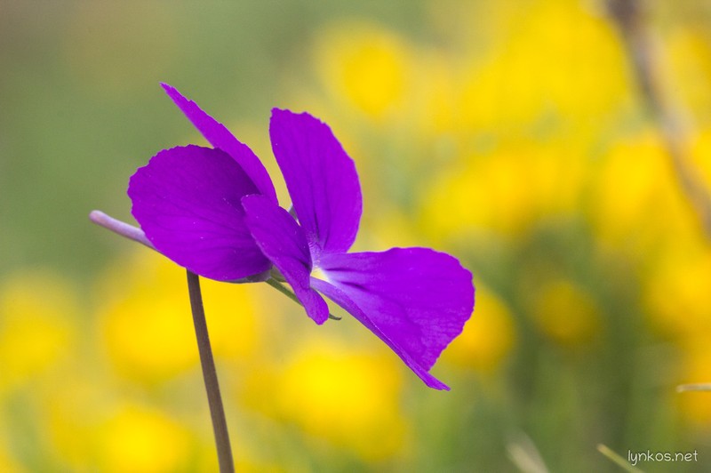 Viola ilvensis photo 4