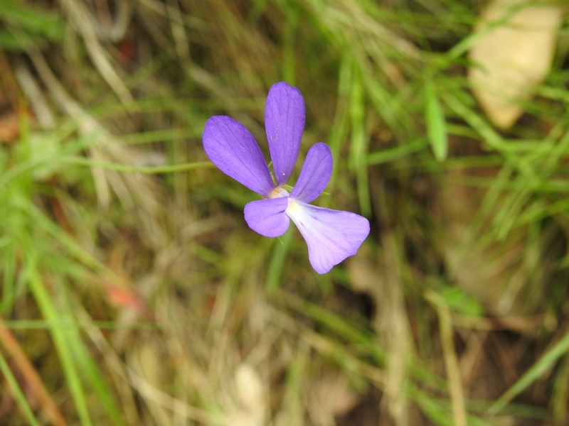 Viola ilvensis photo 5