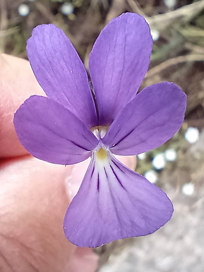 Viola ilvensis photo 6